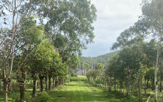 Path leading through rows of trees to a distant hill.