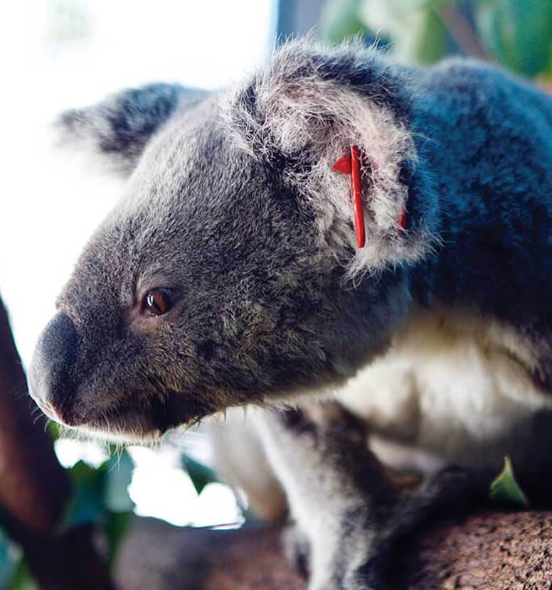 A koala resting on a branch, framed by dense greenery