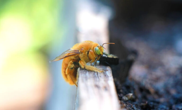 Close-up of a golden-colored bumblebee on a wooden plank, with out-of-focus background.