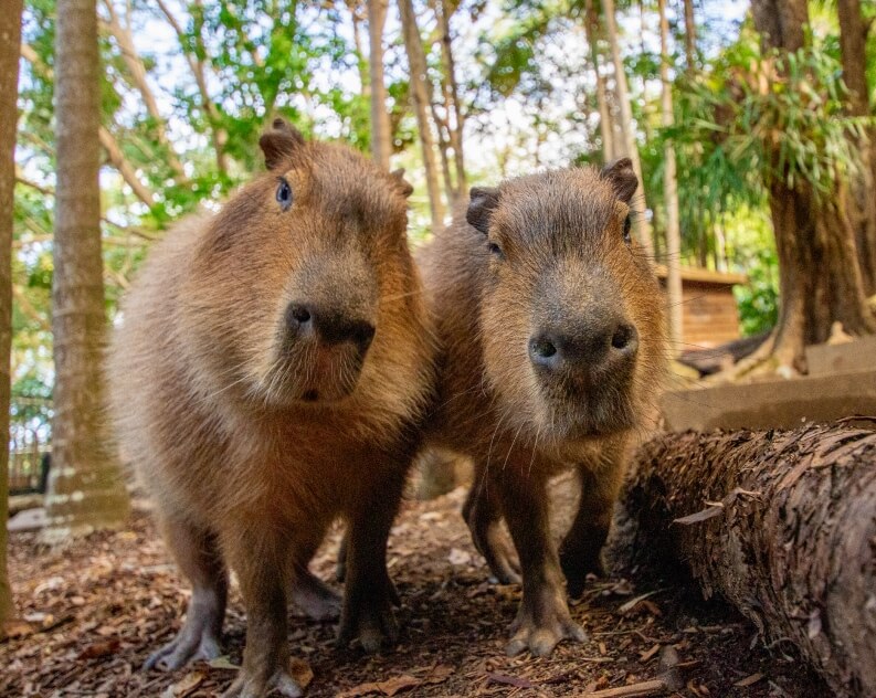 Two capybaras stand close together on the forest floor, looking directly at the camera with trees and sunlight in the background.