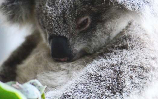Close-up of a koala's face and fur, resting in a tree.