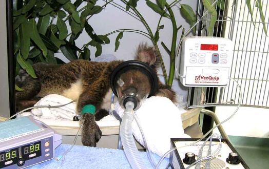Injured koala receiving respiratory support in a veterinary clinic.