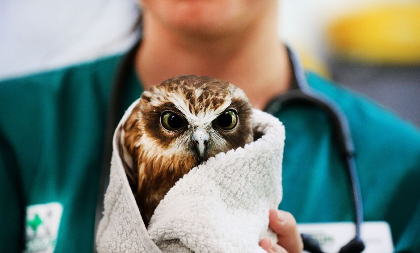 Injured owl wrapped in a white towel being held by a person in a teal-colored medical uniform.