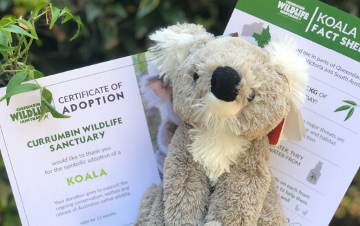 Koala adoption certificate from Currumbin Wildlife Sanctuary, featuring a stuffed koala toy.