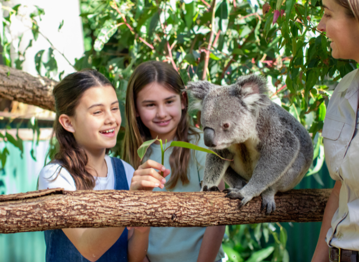 koala encounter kids