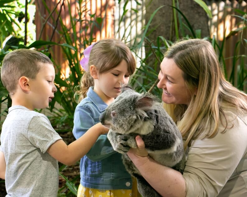 A woman holds a koala as two young children gently pet the animal outdoors, surrounded by green plants.