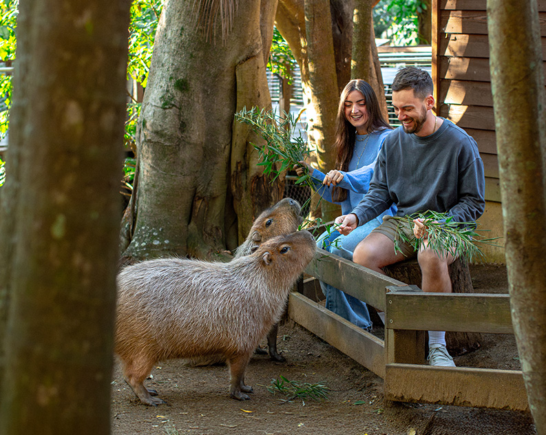 Man and women in blue and grey clothing feeding two capybaras fresh bamboo leaves sitting behind a low wooden fence in front of a wooden shed