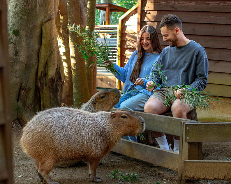 Man and women in blue and grey clothing feeding two capybaras fresh bamboo leaves sitting behind a low wooden fence in front of a wooden shed