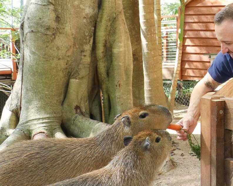 A person feeds two capybaras a carrot near large tree roots and a wooden structure in an outdoor setting.