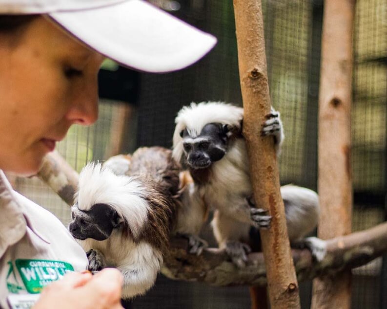 A person in uniform stands near two cotton-top tamarins perched on tree branches inside an enclosure.