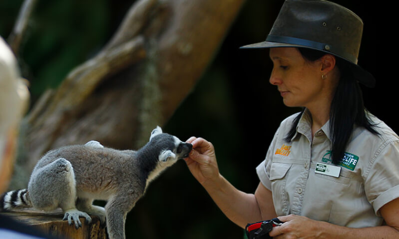 Zookeeper feeding a ring-tailed lemur.