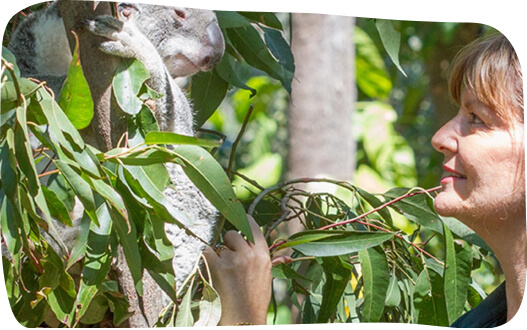 A woman gently feeds a koala perched on a tree branch, showcasing a moment of connection with wildlife.