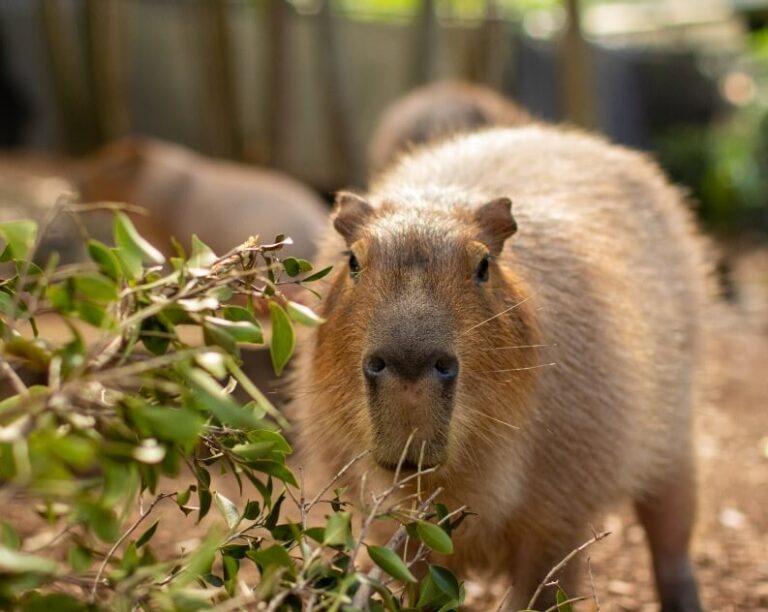 A capybara standing outdoors, facing the camera, with green leaves and branches in the foreground and a blurred background.