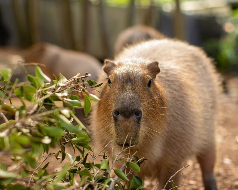 A capybara standing outdoors, facing the camera, with green leaves and branches in the foreground and a blurred background.