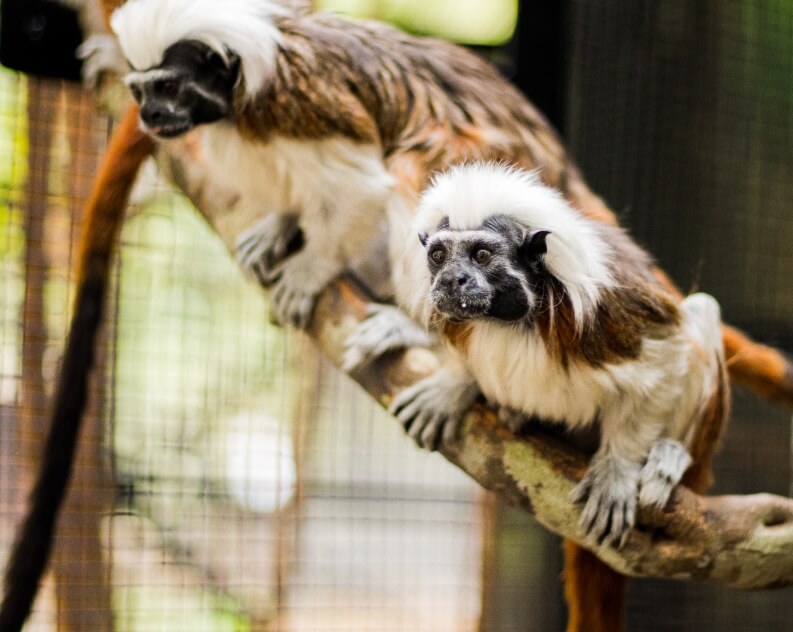 Two cotton-top tamarins with white crests and brown fur perch on a tree branch inside an enclosure.