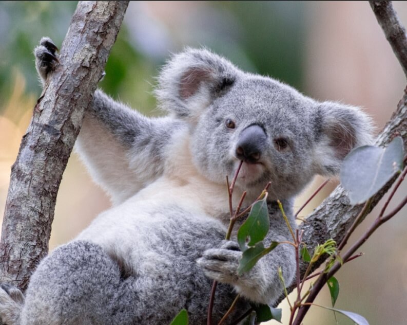 A koala clings to a tree branch while eating eucalyptus leaves, with its head turned slightly toward the camera.