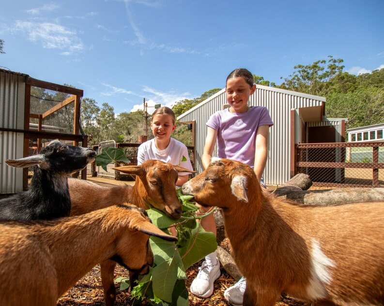 Two children feed leaves to four goats in an outdoor pen at a farm or petting zoo, with sheds and trees visible in the background.