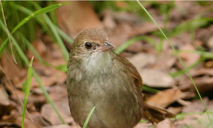 Small, light brown bird with dark eyes perched amongst grass and dried leaves.