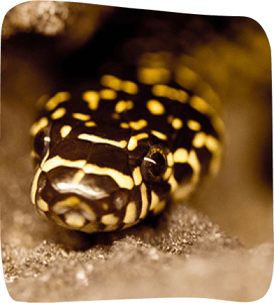 A close-up view of a snake displaying a striking black and yellow patterned skin.