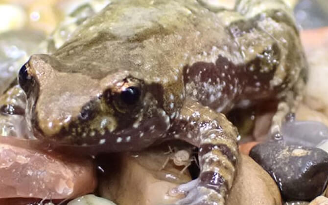 Close-up of a speckled brown frog resting on rocks in a shallow water environment.