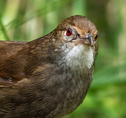 Close-up view of a bird with a prominent red eye, highlighting its delicate feathers and captivating appearance.