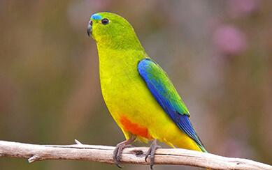 Colorful parrot with lime-yellow body, blue wings, and orange accents perched on a branch.