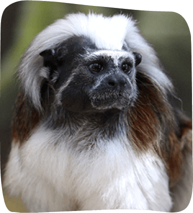 A monkey displaying striking white and black fur, showcasing its unique coloration and playful demeanor.