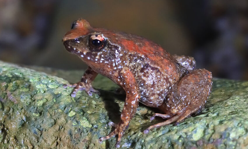 Close-up of a speckled, reddish-brown frog perched on a mossy rock.