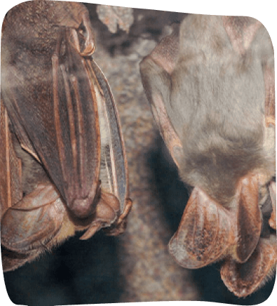 Two bats suspended upside down, their wings folded close to their bodies, resting in a natural setting.