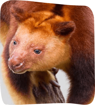 A brown and orange animal sits gracefully, showcasing its vibrant fur against a natural backdrop.