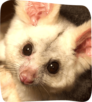 A close-up of a white animal featuring large ears, showcasing its delicate features and soft fur.