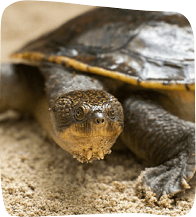 A turtle with a brown shell resting on a sandy surface, showcasing its textured shell and calm demeanor.