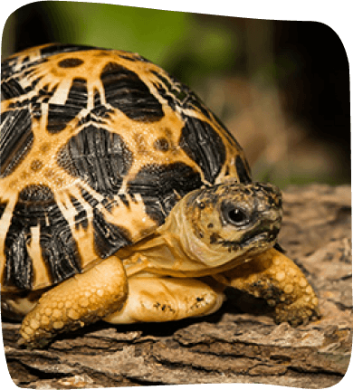 A tortoise resting on a log, surrounded by greenery, showcasing its textured shell and calm demeanor.