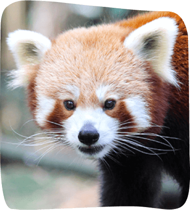 A red panda perched on a tree branch, showcasing its distinctive reddish-brown fur and playful demeanor.