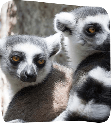 Two lemurs gaze directly at the camera, showcasing their curious expressions and distinctive features.