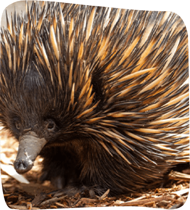 A small echidna with spiky quills, nestled among green foliage, showcasing its unique features and natural habitat.