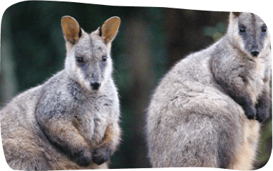 Two kangaroos standing on a rock, showcasing their natural posture and environment in a serene outdoor setting.