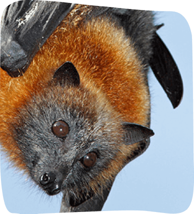 A bat suspended upside down, showcasing its wings and distinctive features in a natural setting.