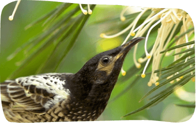 A bird featuring a striking black and white head, perched gracefully against a natural backdrop.