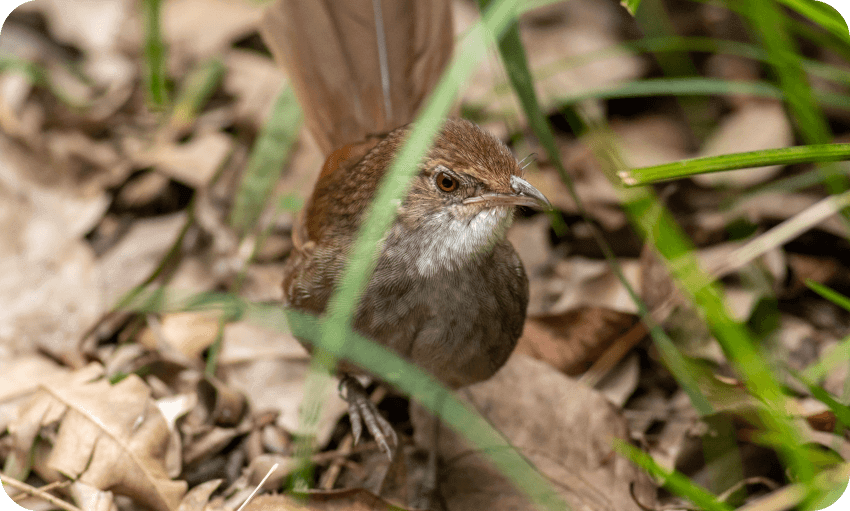 A brown bird in a grassy area, highlighting the beauty of nature and wildlife in a tranquil scene.