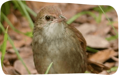 A brown bird perched on a branch, showcasing its feathers against a blurred natural background.