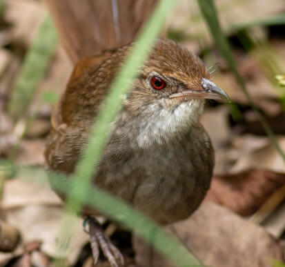 A brown bird with a vivid red eye stands in the grass, showcasing its unique coloration against the greenery.