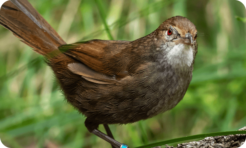 A brown bird with a striking red eye perched gracefully on a branch.