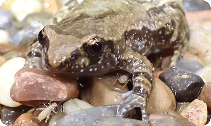 A frog perched on a cluster of rocks and gravel, blending with its natural surroundings.