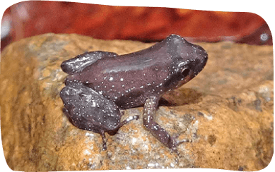 A frog perched on a rock against a vibrant red background, showcasing its vivid colors and serene pose.