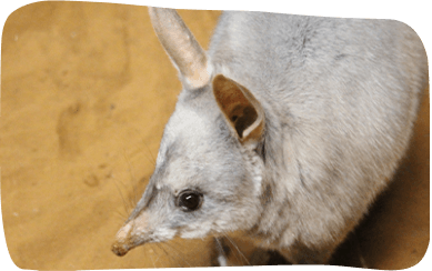 A small animal with a long tail, showcasing its agile form and curious expression in a natural setting.