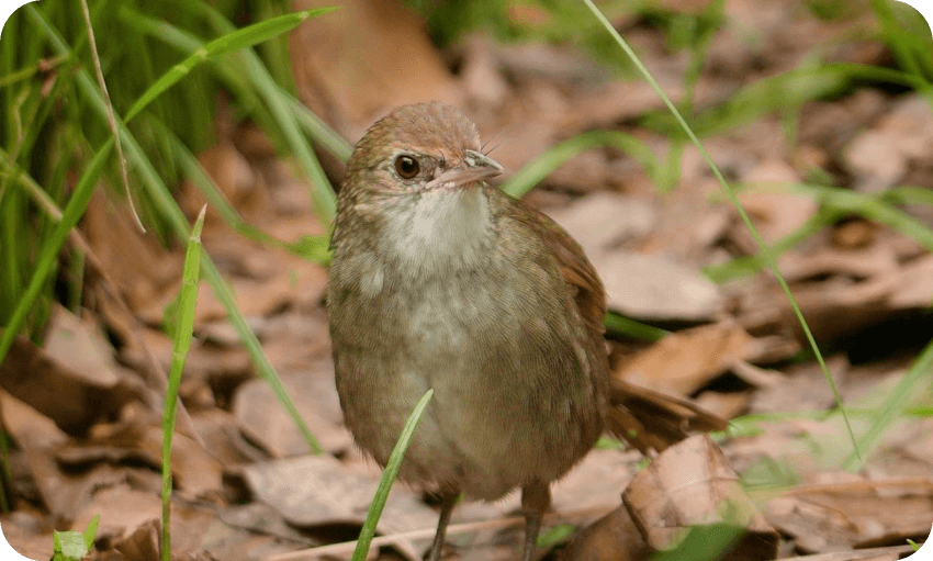 A small bird standing on the ground, highlighting its intricate details and natural habitat in a serene environment.