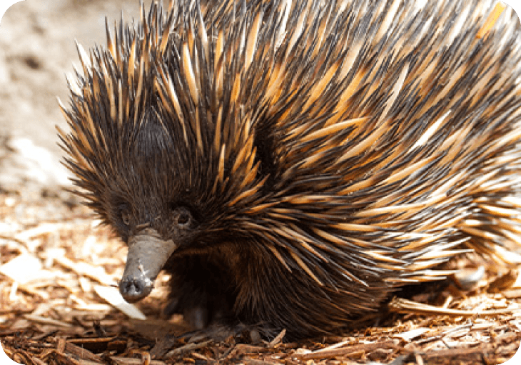 A small echidna with spiky quills, nestled among leaves in a natural setting, showcasing its unique features and habitat.