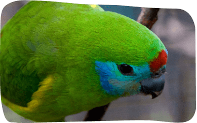 A vibrant green and blue bird perched gracefully, showcasing its colorful plumage against a natural backdrop.