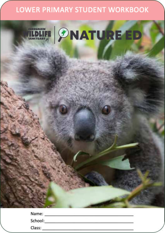 Close-up of a koala eating eucalyptus leaves, nestled against a tree trunk, featured in a lower primary student workbook.